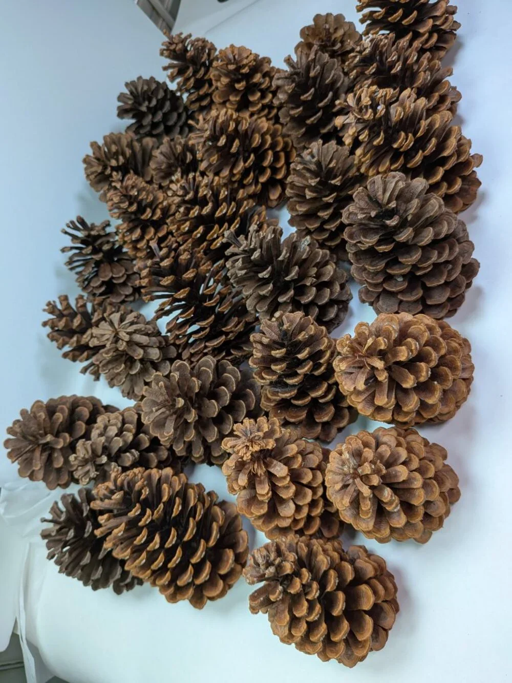 30 Natural Pinecones Lot 3
